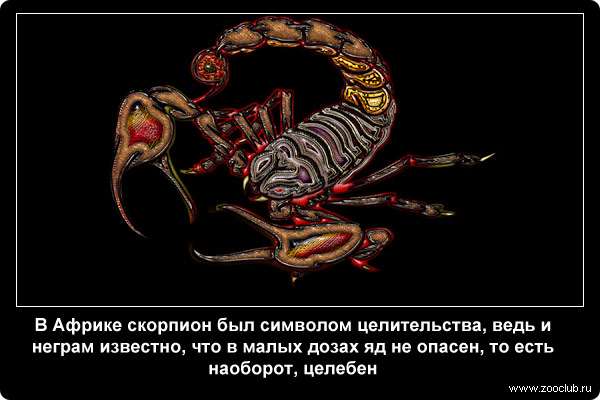  В Африке скорпион был символом целительства, ведь и неграм известно, что в малых дозах яд не опасен, то есть наоборот, целебен
