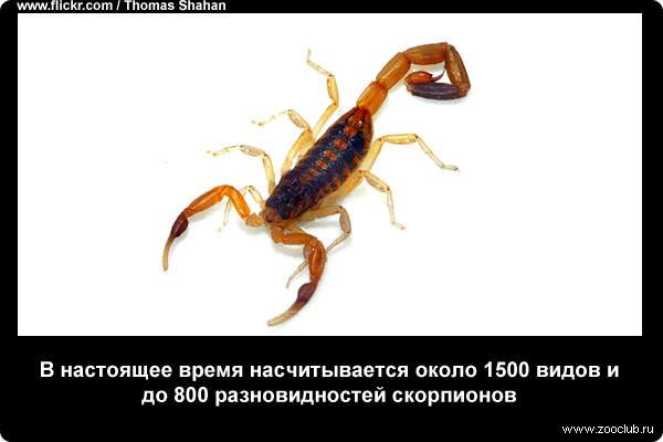  В настоящее время насчитывается около 1500 видов и до 800 разновидностей скорпионов