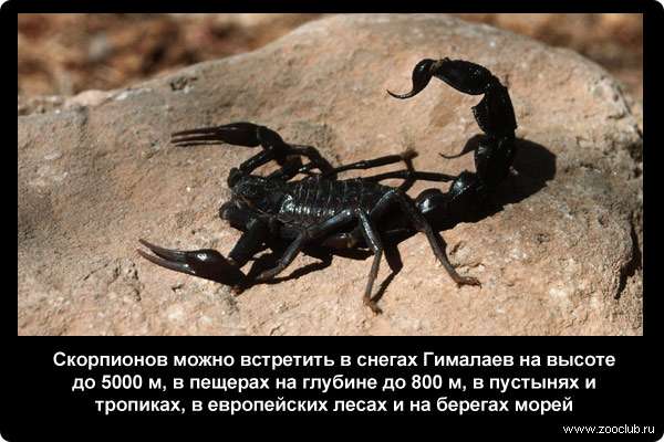  Скорпионов можно встретить в снегах Гималаев на высоте до 5000 м, в пещерах на глубине до 800 м, в пустынях и тропиках, в европейских лесах и на берегах морей