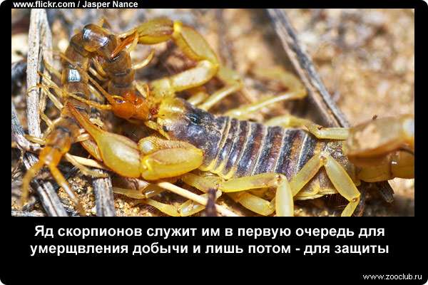  Яд скорпионов служит им в первую очередь для умерщвления добычи и лишь потом - для защиты