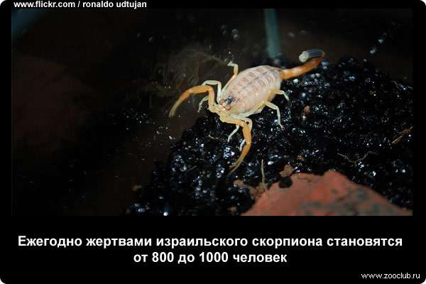  Ежегодно жертвами израильского скорпиона становятся от 800 до 1000 человек