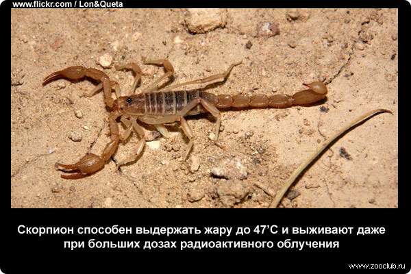  Скорпионы способны выдержать жару до 47С и выживают даже при больших дозах радиоактивного облучения