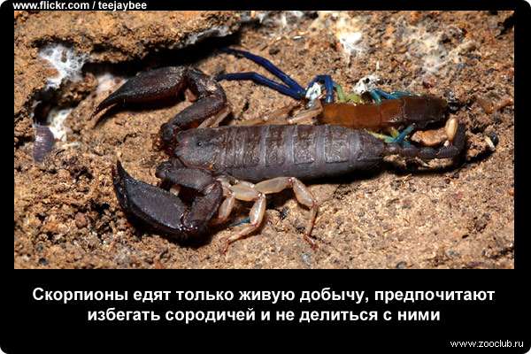  Скорпионы едят только живую добычу, предпочитают избегать сородичей и не делиться с ними