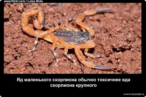  Яд маленького скорпиона обычно токсичнее яда скорпиона крупного