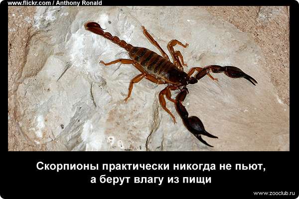  Скорпионы практически никогда не пьют, а берут влагу из пищи