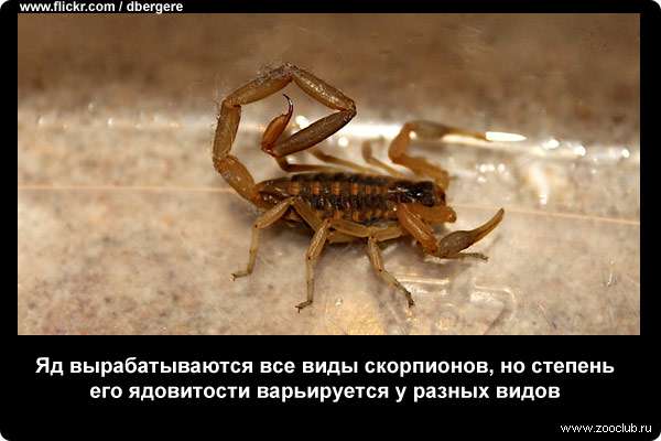  Яд вырабатываются все виды скорпионов, но степень его ядовитости варьируется у разных видов