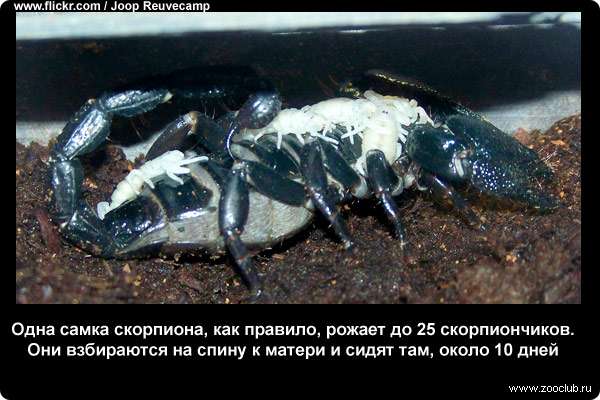  Одна самка скорпиона, как правило, рожает до 25 скорпиончиков. Они взбираются на спину к матери и сидят там, около 10 дней
