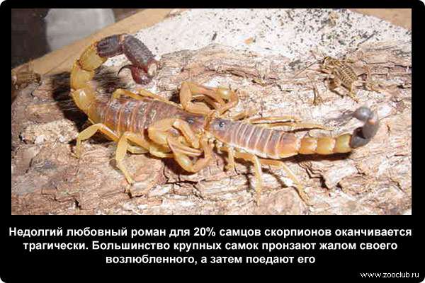  Недолгий любовный роман для 20% самцов скорпионов оканчивается трагически. Большинство крупных самок пронзают жалом своего возлюбленного, а затем поедают его
