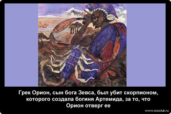  Грек Орион, сын бога Зевса, был убит скорпионом, которого создала богиня Артемида, за то, что Орион отверг ее