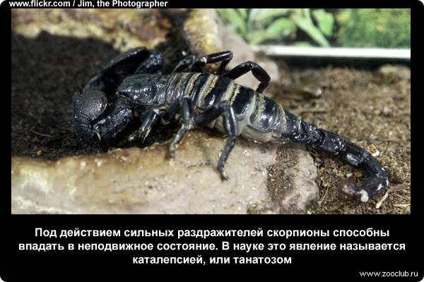  Под действием сильных раздражителей скорпионы способны впадать в неподвижное состояние. В науке это явление называется каталепсией, или танатозом