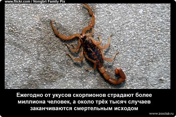  Ежегодно от укусов скорпионов страдают более миллиона человек, а около трёх тысяч случаев заканчиваются смертельным исходом