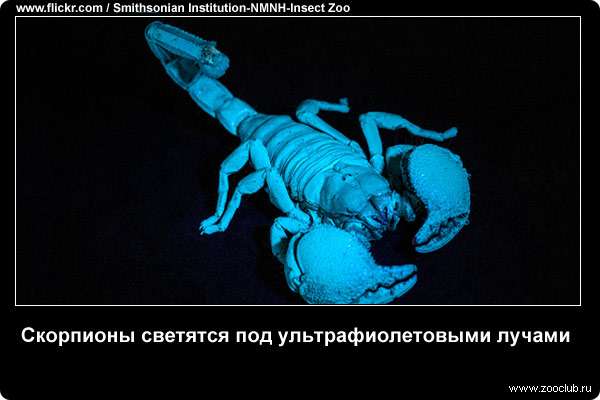 Скорпионы светятся под ультрафиолетовыми лучами