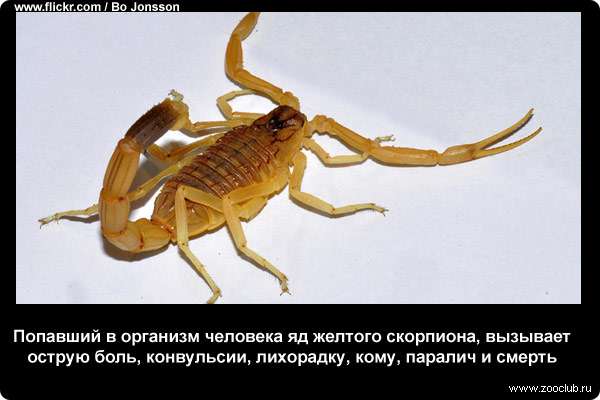  Попавший в организм человека яд желтого скорпиона, вызывает острую боль, конвульсии, лихорадку, кому, паралич и смерть