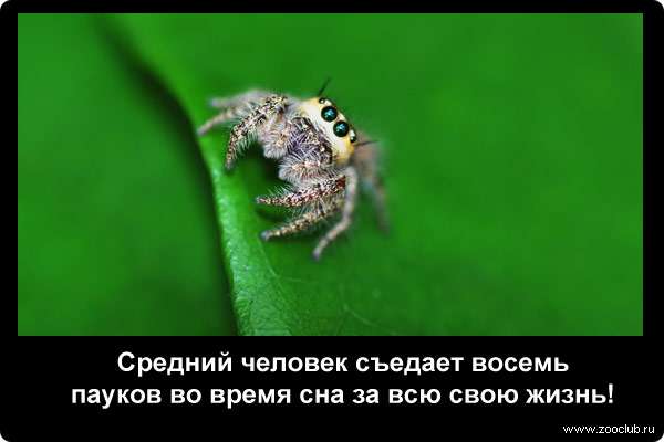  Средний человек съедает восемь пауков во время сна за всю свою жизнь