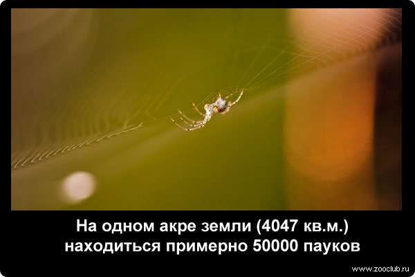 На одном акре земли (4047 кв.м.) находиться примерно 50000 пауков