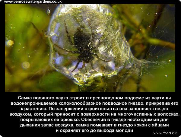  Самка водяного паука строит в пресноводном водоеме из паутины водонепроницаемое колоколообразное подводное гнездо, прикрепив его к растению. По завершении строительства она заполняет гнездо воздухом, который приносит с поверхности на многочисленных волосках, покрывающих ее брюшко. Обеспечив в гнезде необходимый для дыхания запас воздуха, самка помещает в гнездо кокон с яйцами и охраняет его до выхода молоди
