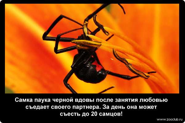  Самка паука черной вдовы после занятия любовью съедает своего партнера. За день она может съесть до 20 самцов
