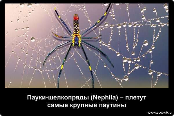  Пауки-шелкопряды - плетут самые крупные паутины
