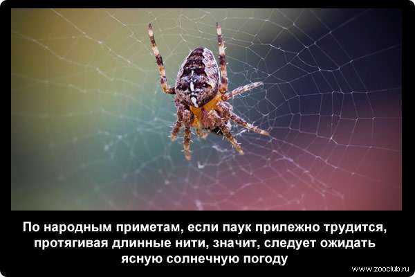  По народным приметам, если паук прилежно трудится, протягивая длинные нити, значит, следует ожидать ясную солнечную погоду