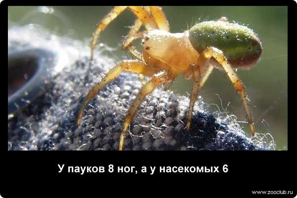  У пауков 8 ног, а у насекомых 6