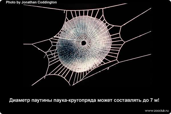  Диаметр паутины паука-кругопряда может составлять до 7 м