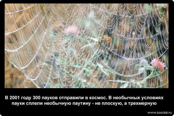  В 2001 году 300 пауков отправили в космос. В необычных условиях пауки сплели необычную паутину - не плоскую, а трехмерную