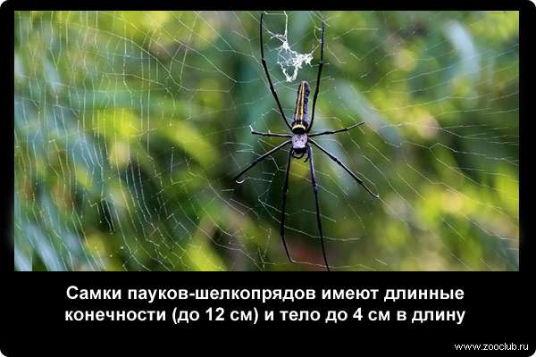  Самки пауков-шелкопрядов имеют длинные конечности (до 12 см) и тело до 4 см в длину