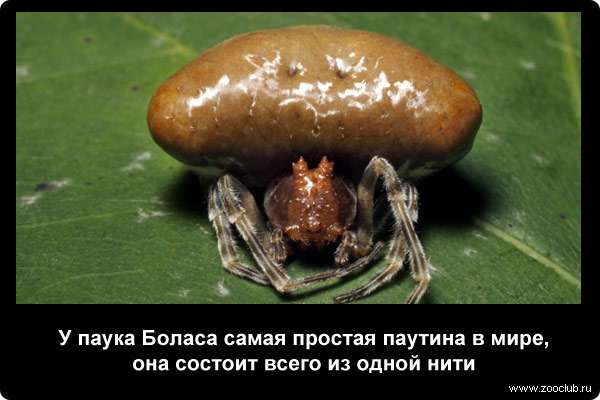  У паука Боласа самая простая паутина в мире, она состоит всего из одной нити