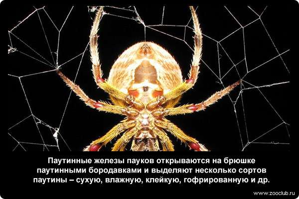  Паутинные железы пауков открываются на брюшке паутинными бородавками и выделяют несколько сортов паутины - сухую, влажную, клейкую, гофрированную и др. 
