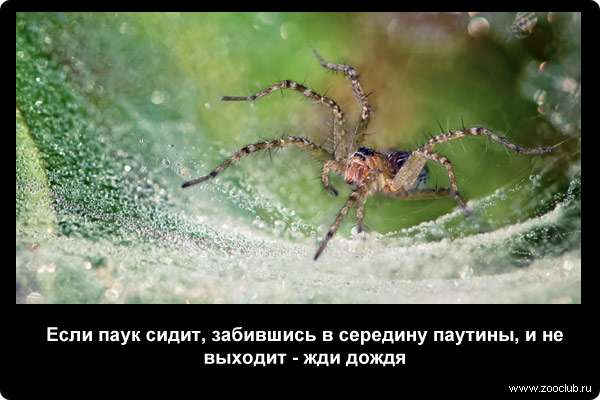  Если паук сидит, забившись в середину паутины, и не выходит - жди дождя