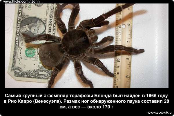  Самый крупный экземпляр терафозы Блонда был найден в 1965 году в Рио Кавро (Венесуэла). Размах ног обнаруженного паука составил 28 см, а вес - около 170 г