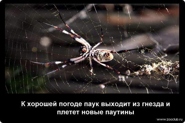  К хорошей погоде паук выходит из гнезда и плетет новые паутины