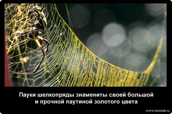  Пауки шелкопряды знамениты своей большой и прочной паутиной золотого цвета