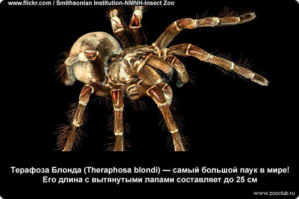 Терафоза Блонда - самый большой паук в мире! Его длина с вытянутыми лапами составляет до 25 см