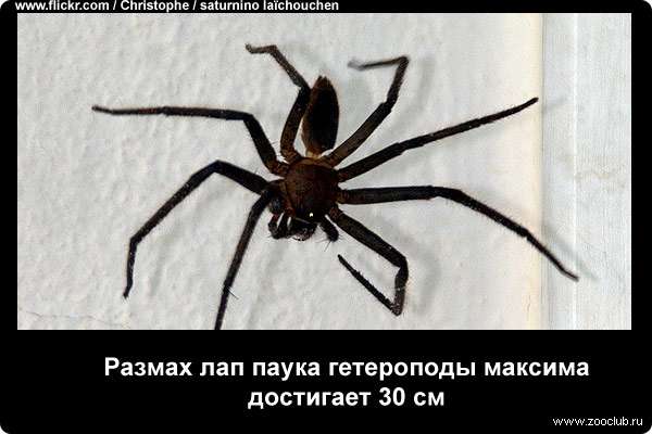  Размах лап паука гетероподы максима достигает 30 см