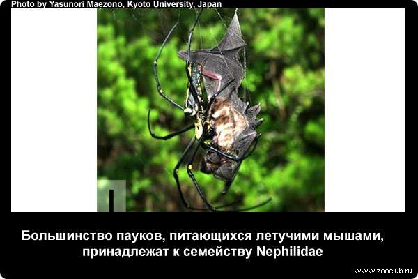  Большинство пауков, питающихся летучими мышами, принадлежат к семейству Nephilidae