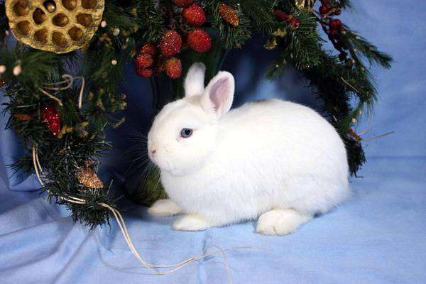 Декоративный карликовый кролик, фото содержание кроликов фотография