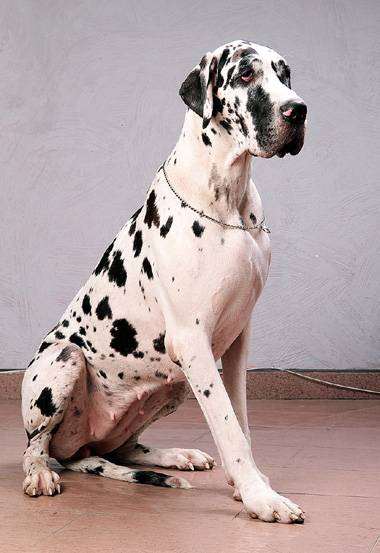 Немецкий дог, фото породы собак фотография