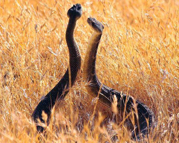 Змеи в траве, фото новости о животных рептилии фотография