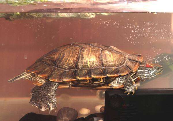 Красноухая черепаха(Chrysemys scripta), фото вопросы о рептилиях фотография