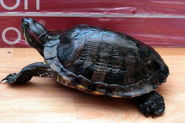Красноухая черепаха (Chrysemys scripta), фото вопросы о черепахах фотография
