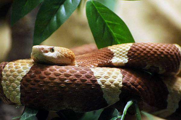 Змея, фото рептилии фотография