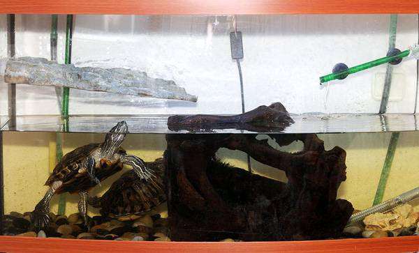Красноухие черепахи (Chrysemys scripta), фото содержание рептилий фотография 