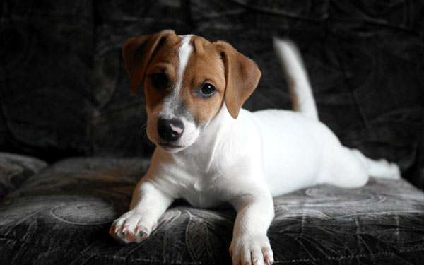 Щенок джек-рассел-терьера, фото фотография собаки