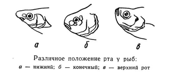 Различное положение рта у рыб (нижний, конечный, верхний), рисунок