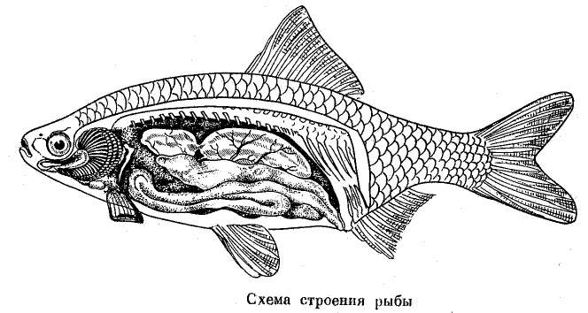 Схема строения рыбы, рисунок