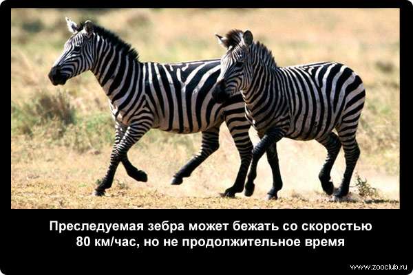 Преследуемая зебра может бежать со скоростью 80 км/час, но не продолжительное время