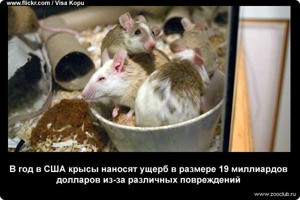 В год в США крысы наносят ущерб в размере 19 миллиардов долларов из-за различных повреждений