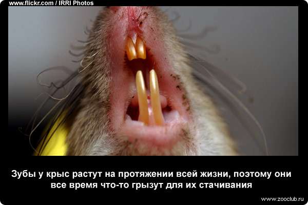 Зубы у крыс растут на протяжении всей жизни, поэтому они все время что-то грызут для их стачивания