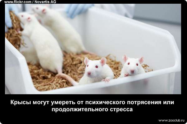 Крысы могут умереть от психического потрясения или продолжительного стресса